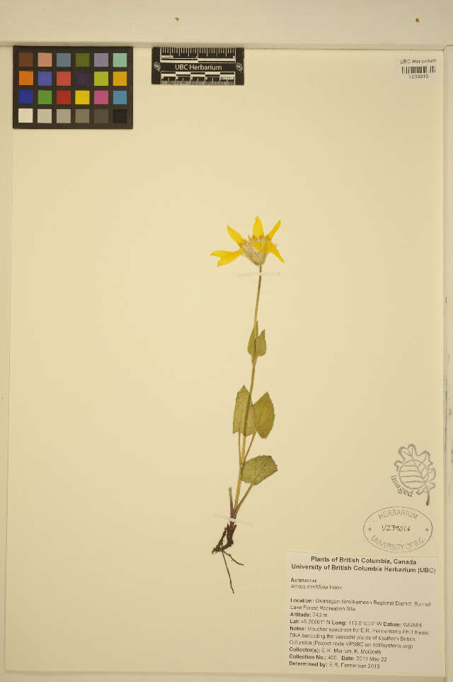 Image de Arnica cordifolia Hook.