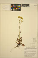 Image of Rocky Mountain groundsel