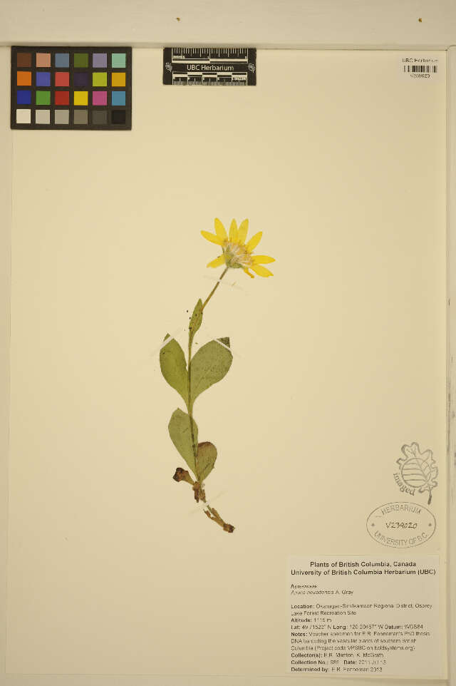 Слика од Arnica nevadensis A. Gray