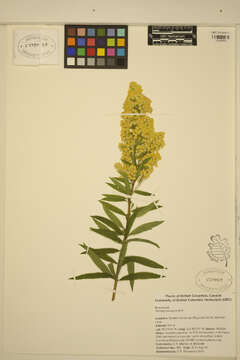 Image of Solidago elongata Nutt.