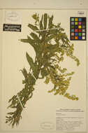 Image of Canada goldenrod