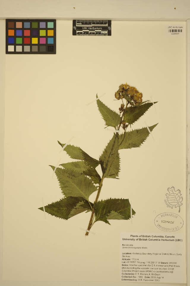 Image of arrowleaf ragwort