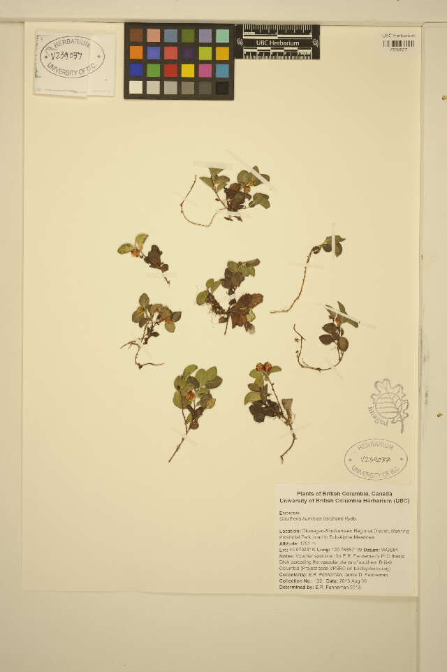 Gaultheria humifusa (R. Grah.) Rydb. resmi