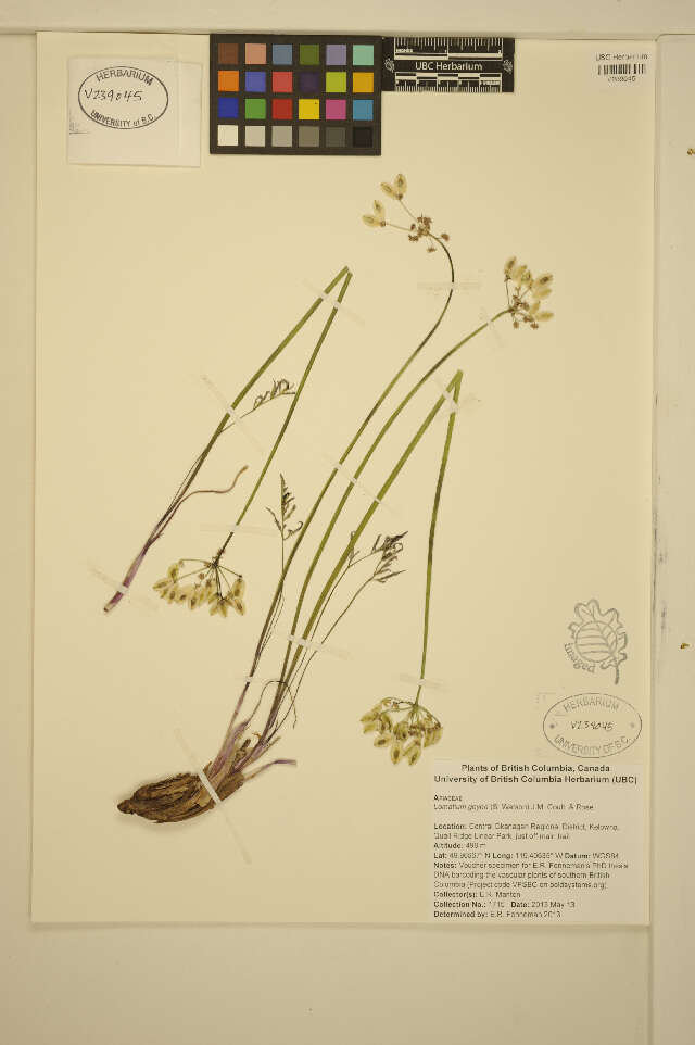 Image of Geyer's biscuitroot