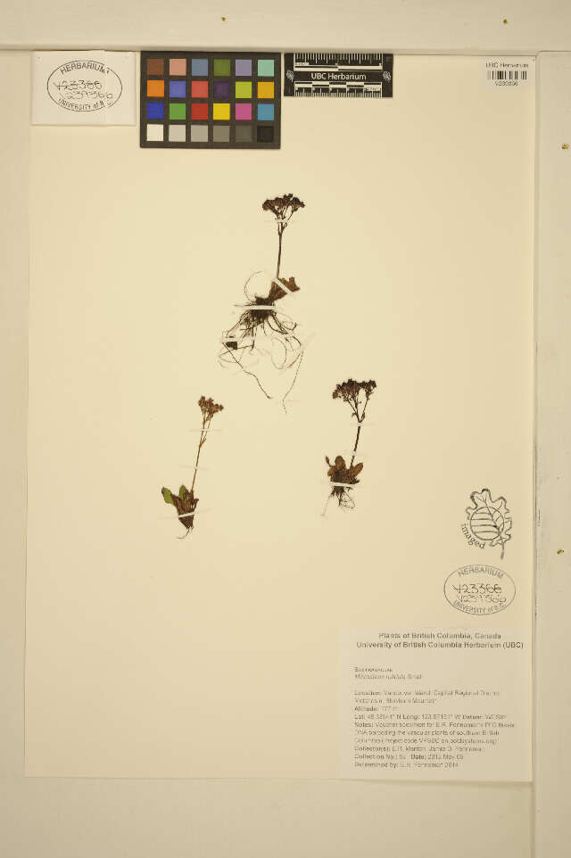 Plancia ëd Micranthes rufidula Small