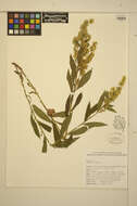 Image of Solidago elongata Nutt.