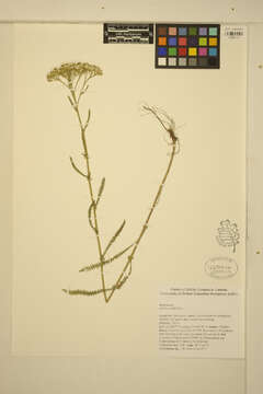 Image of yarrow, milfoil