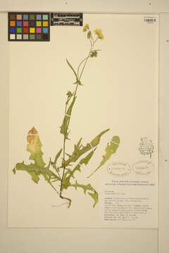 Image of smooth hawksbeard