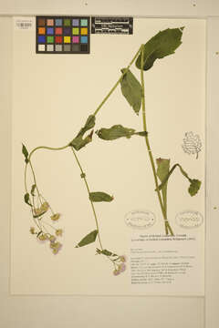 Image of Philadelphia fleabane