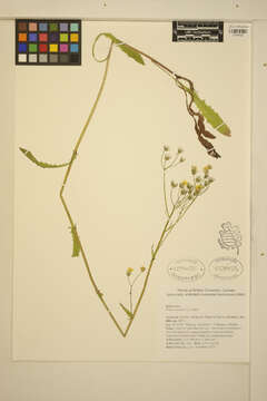 Image of smooth hawksbeard