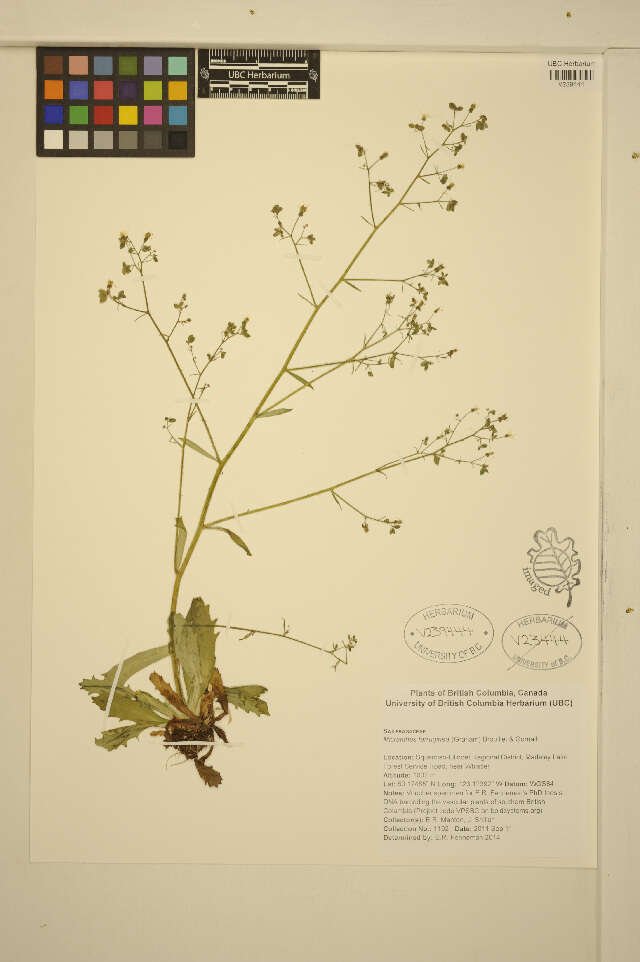 Image of Russet-Hair Pseudosaxifrage