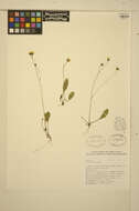 Слика од Hieracium graciliusculum (Zahn) Omang