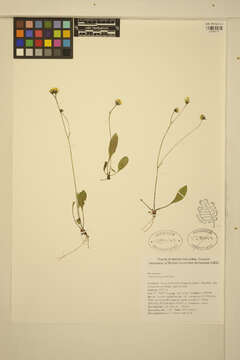 Слика од Hieracium graciliusculum (Zahn) Omang