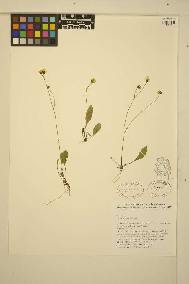 Слика од Hieracium graciliusculum (Zahn) Omang