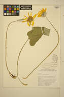 Image of arrowleaf balsamroot