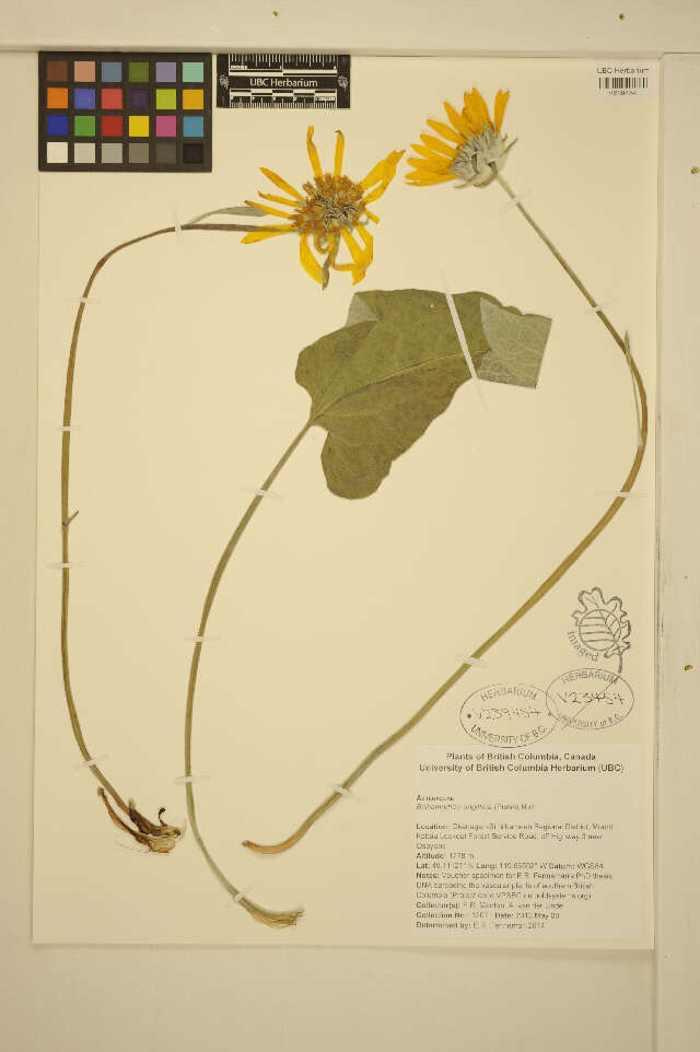 Image of arrowleaf balsamroot