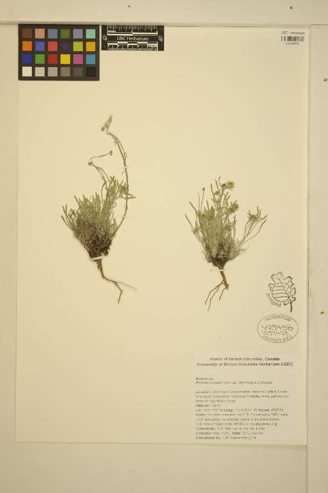 Image of shaggy fleabane