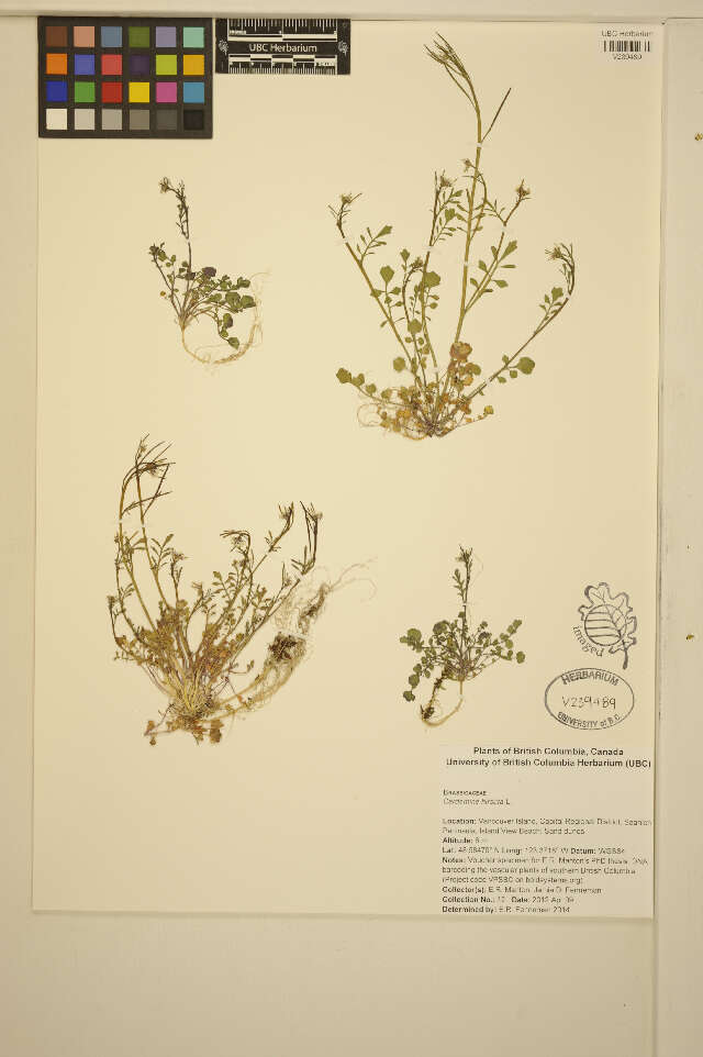 Image of hairy bittercress