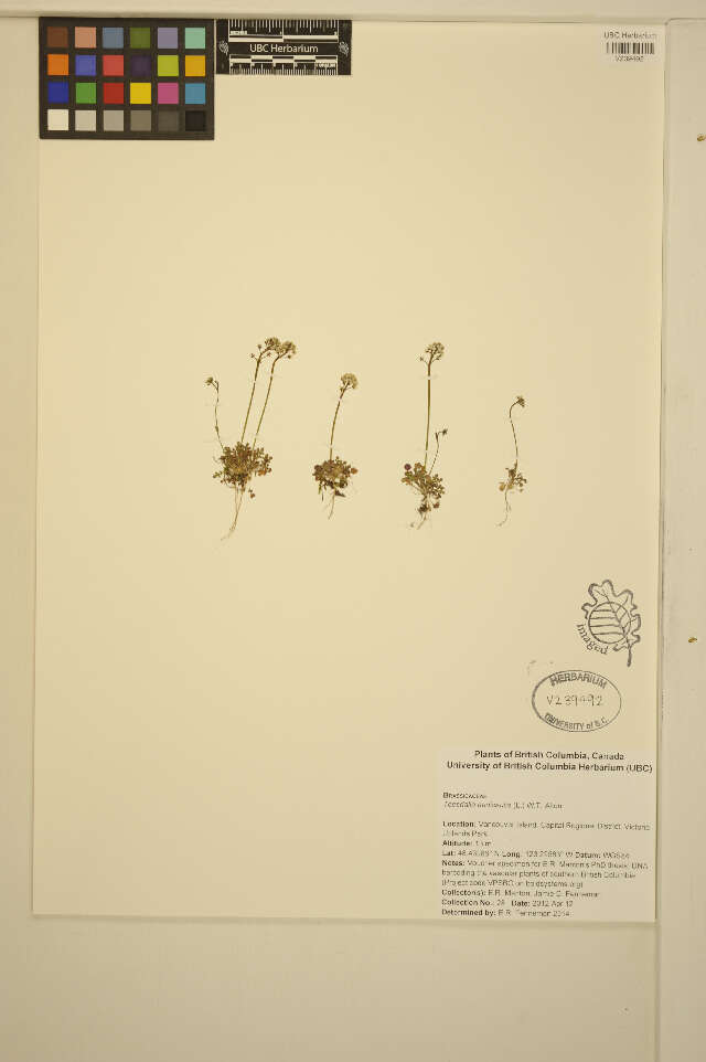 صورة Teesdalia nudicaulis (L.) W. T. Aiton