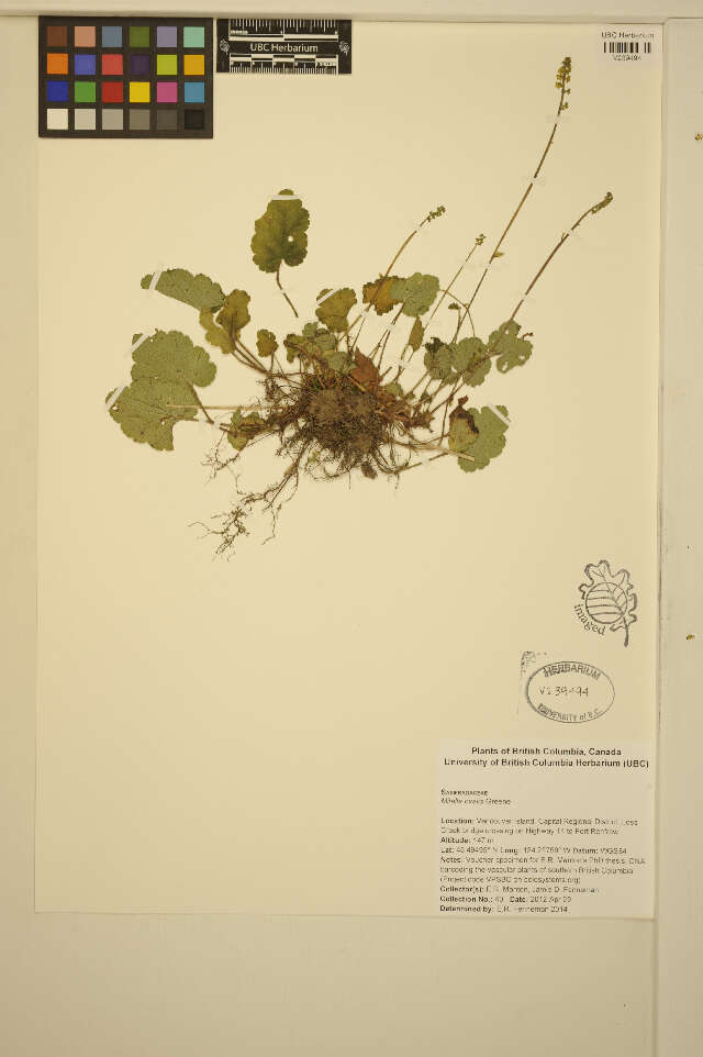 Image of coastal miterwort