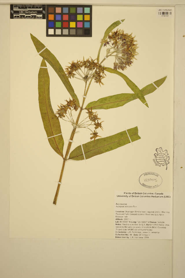 Image of showy milkweed