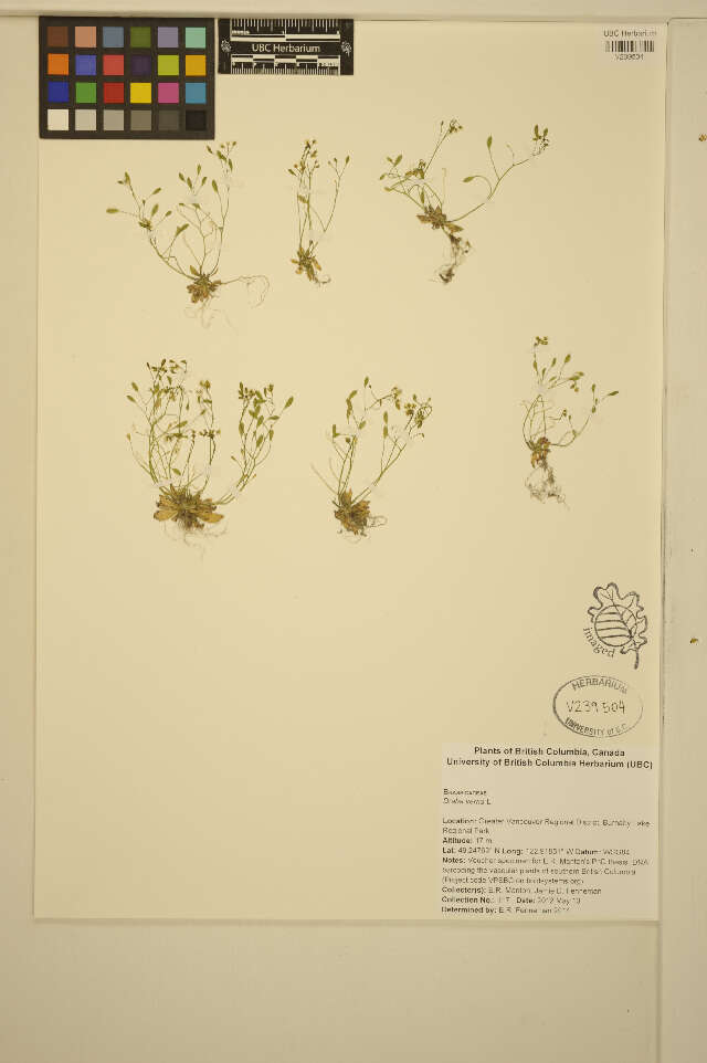 Image of common whitlowgrass