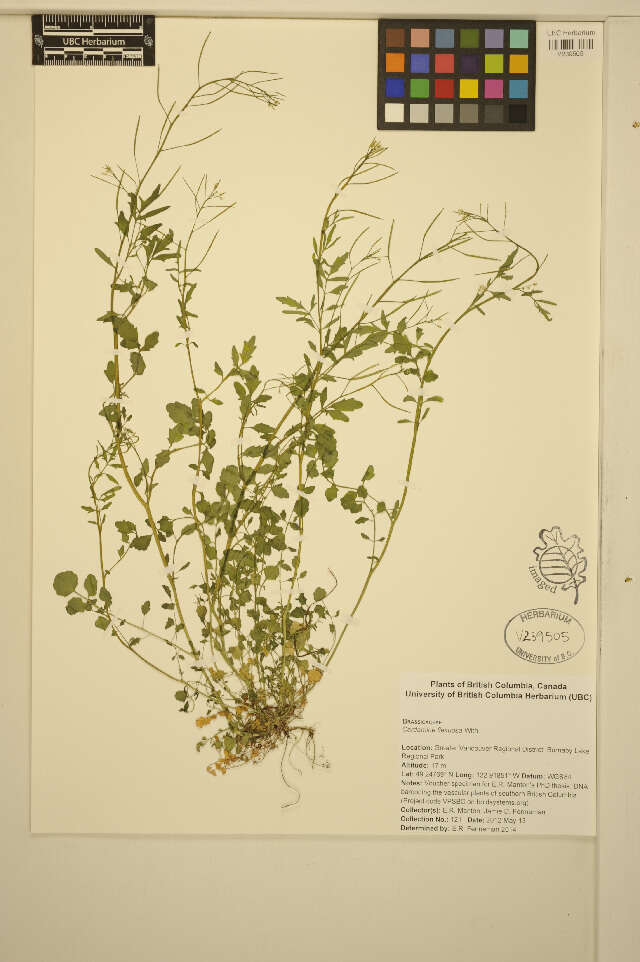 Image of wood bitter-cress, wavy bitter-cr.