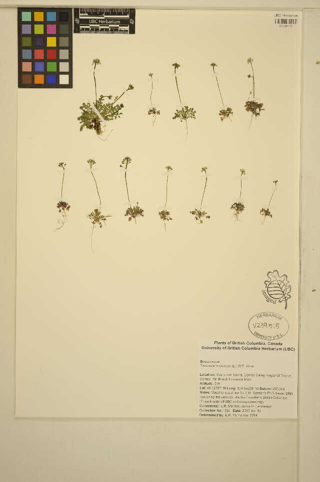 Image de Teesdalia nudicaulis (L.) W. T. Aiton