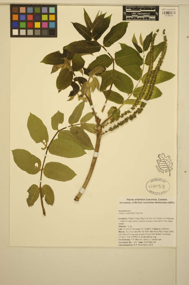 Image of Juglans ailantifolia Carrière