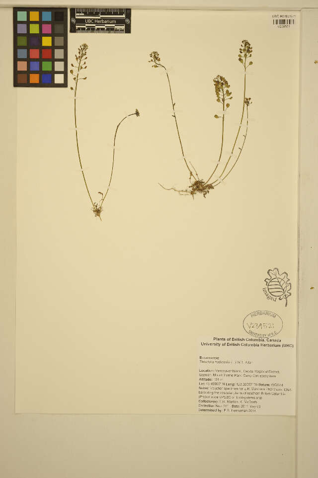 Image de Teesdalia nudicaulis (L.) W. T. Aiton