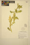 Image of bog yellowcress