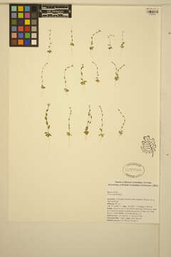 Image of woodland draba