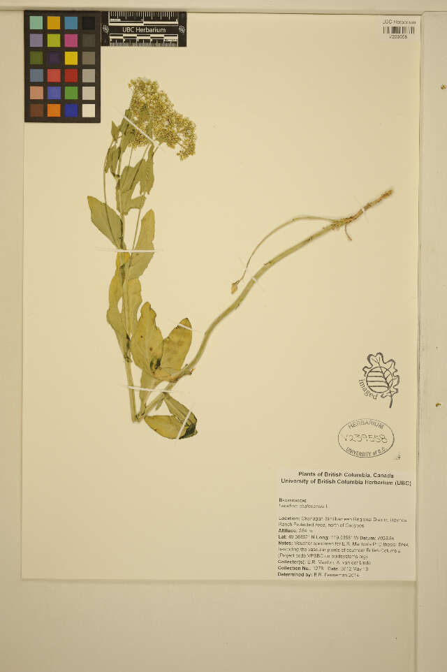 Sivun Lepidium chalepense L. kuva