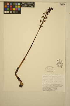 Image of Spotted coralroot