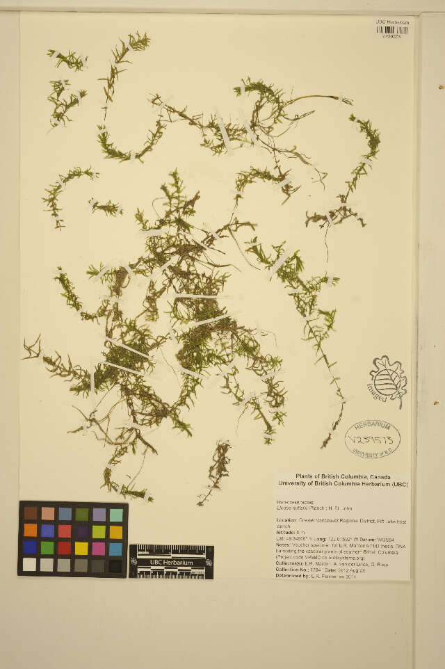 Image of western waterweed