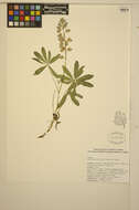 Image of broadleaf lupine