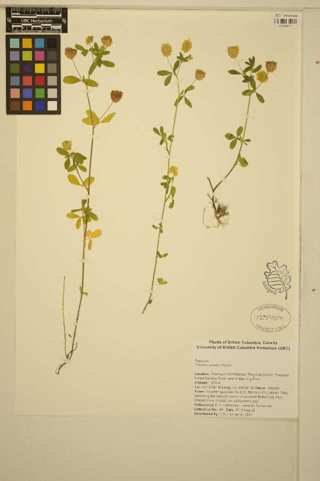 Image of golden clover