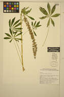 Image of largeleaf lupine