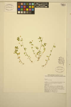 Image of Lesser Hop Trefoil