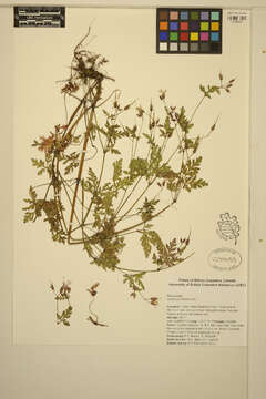 Image of Herb-Robert