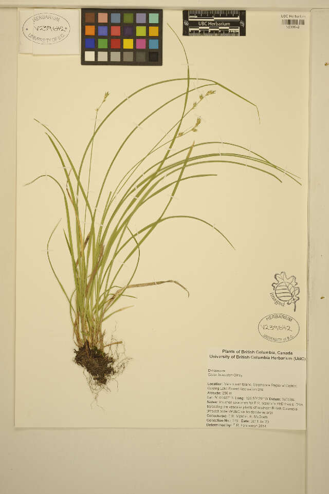 Слика од Carex bolanderi Olney