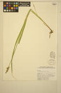 Image of Awl-fruited sedge