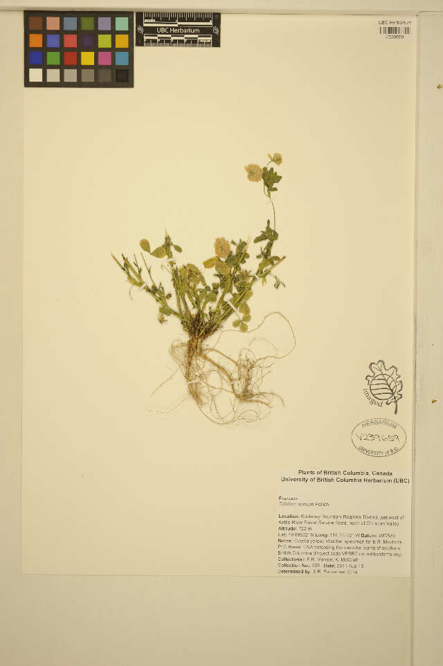 Plancia ëd Trifolium aureum Pollich