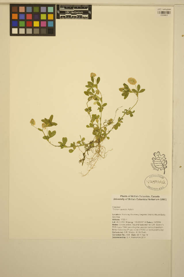 Image of golden clover