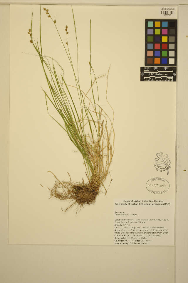 Image of Inland sedge