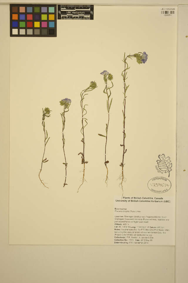 Phacelia linearis (Pursh) Holz.的圖片