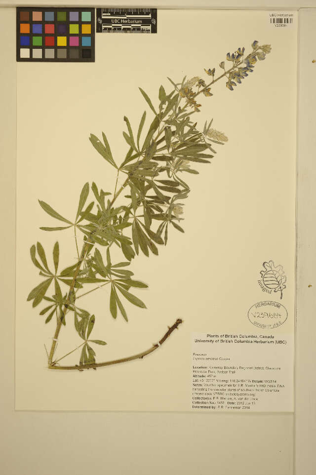 Image of silky lupine