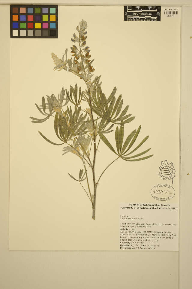 Image of silky lupine