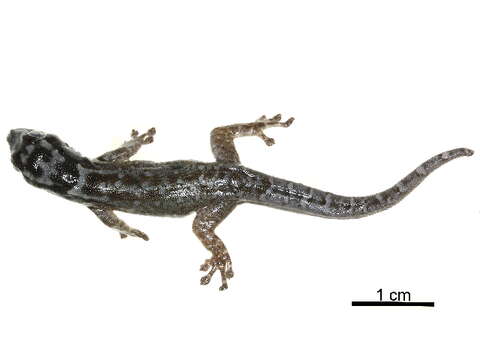 Image of Dwarf Geckos