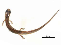 Image of lungless salamanders
